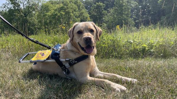 /Images/uploads/International Guiding Eyes Inc/gdapawsitivitycalendar/entries/20818thumb.jpg